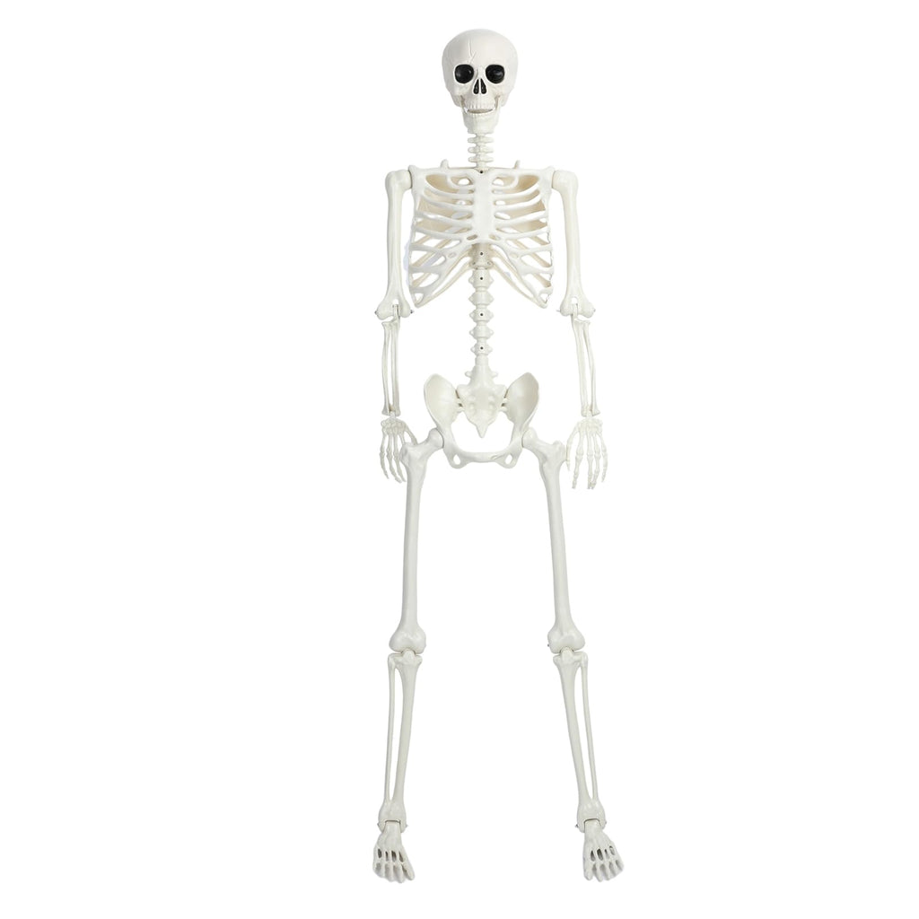 5.4Ft/165cm Life Size Skeleton with Movable Joints G247