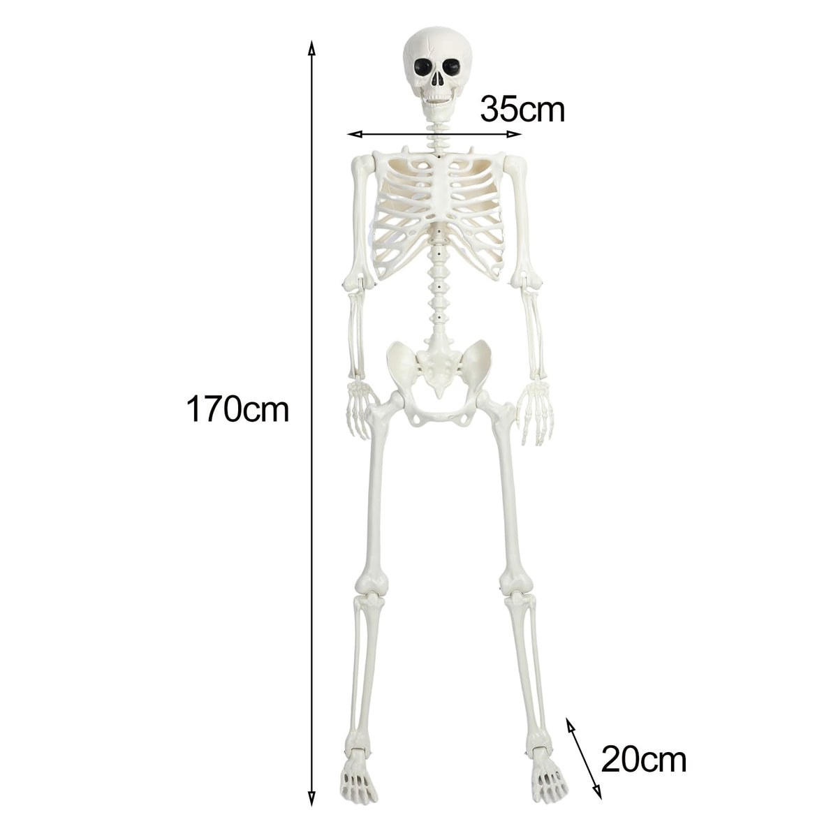 5.4Ft/165cm Life Size Skeleton with Movable Joints G247