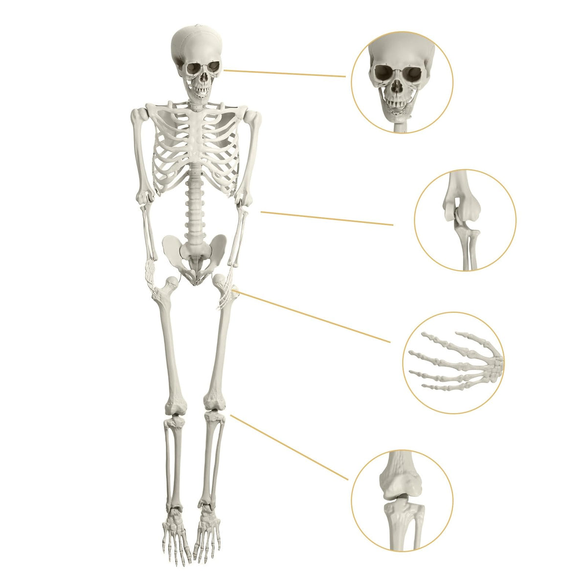 Life Size Plastic Skeleton with Movable Joints K2447