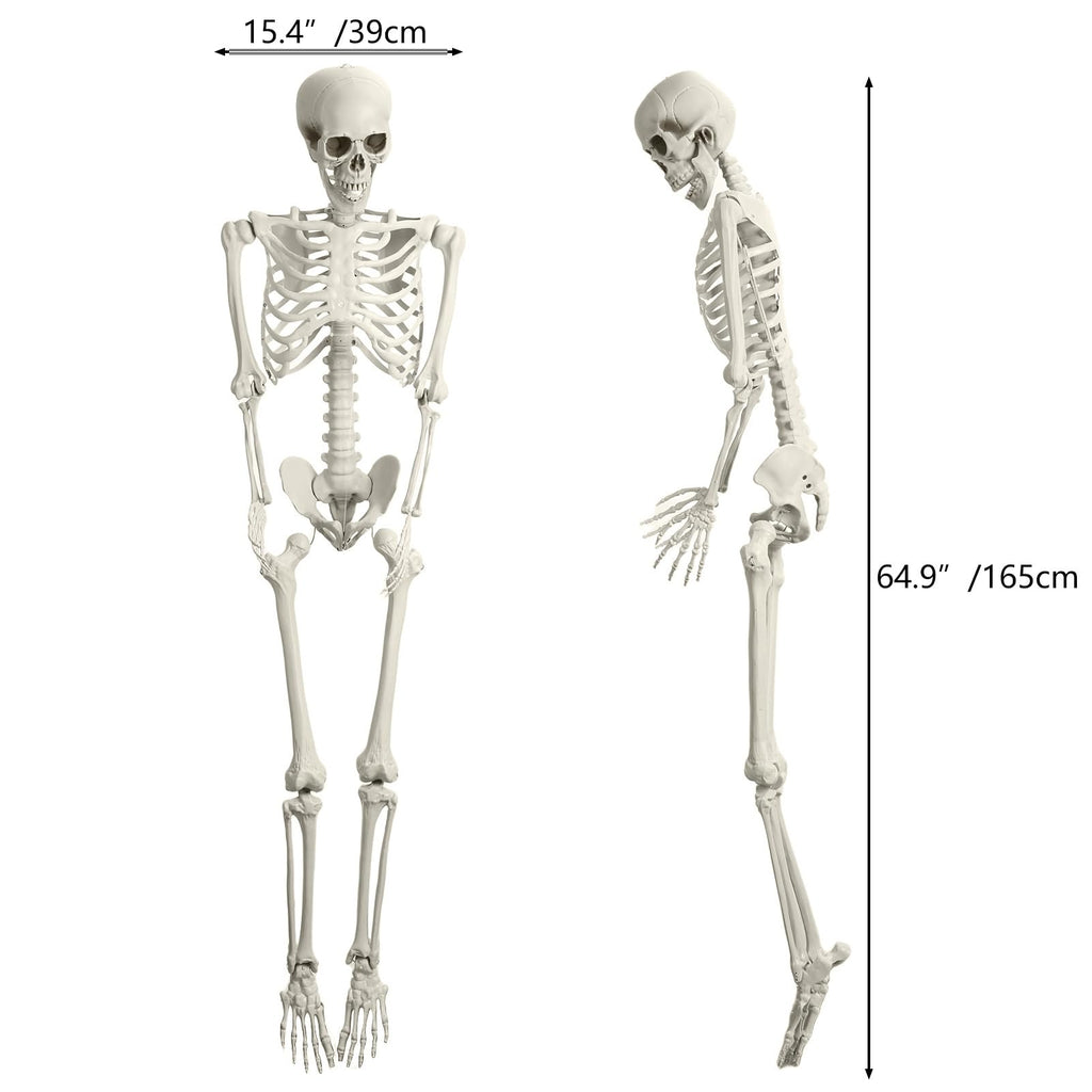 Life Size Plastic Skeleton with Movable Joints K2447