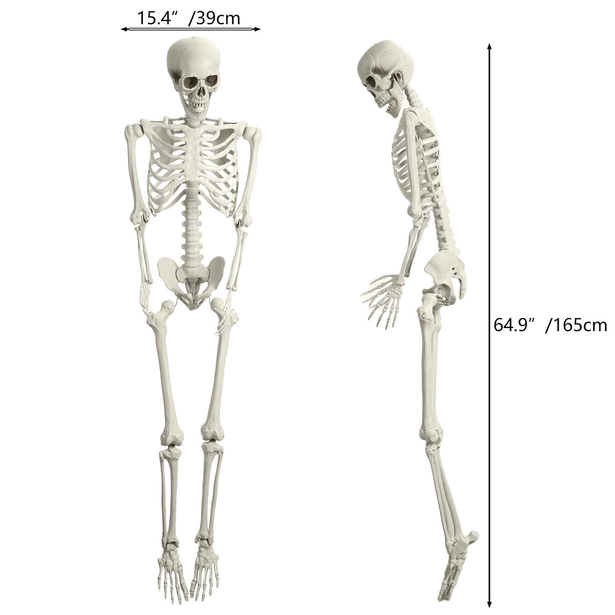Life Size Plastic Skeleton with Movable Joints K2447