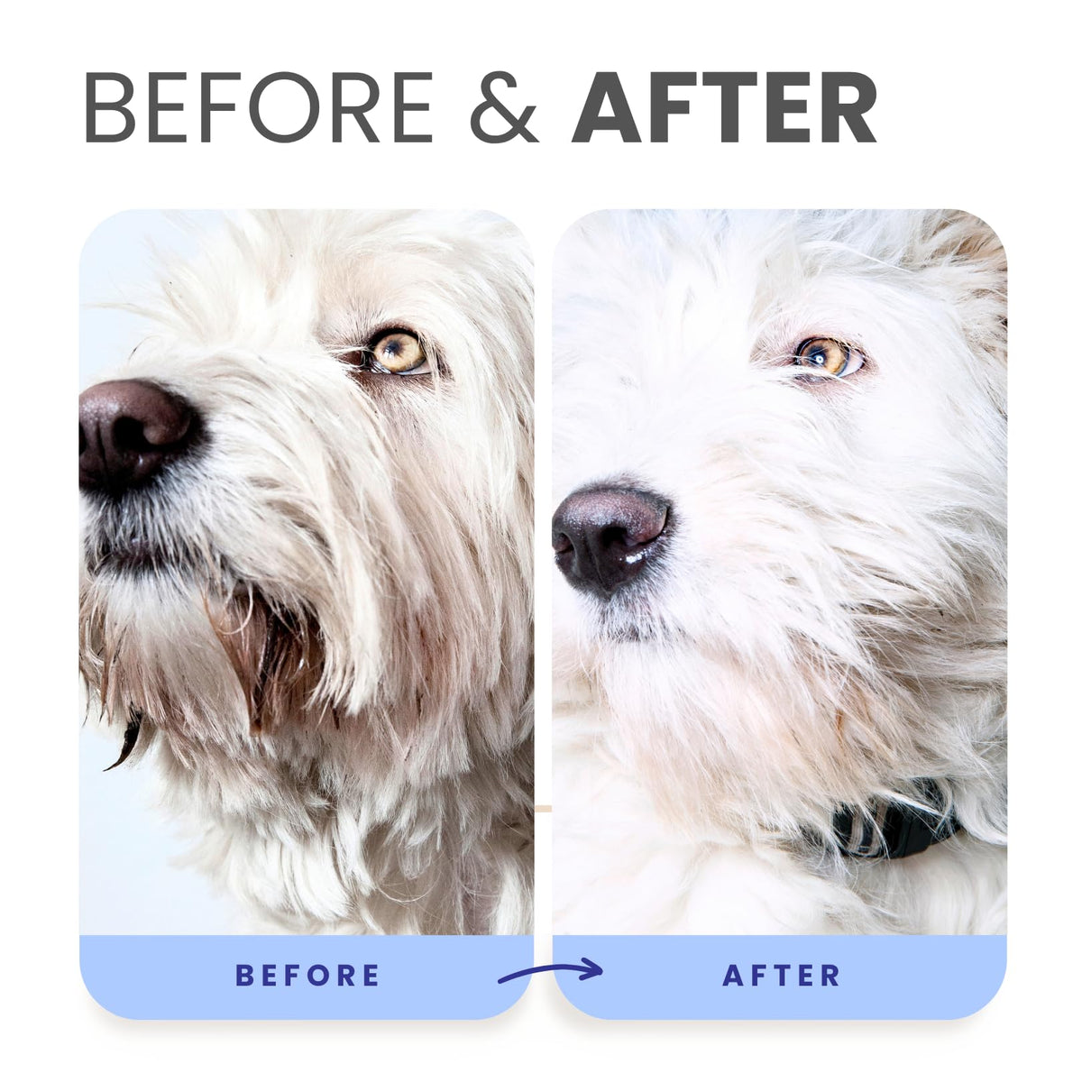 Berry Blue Brightening Pet Shampoo 16oz G902