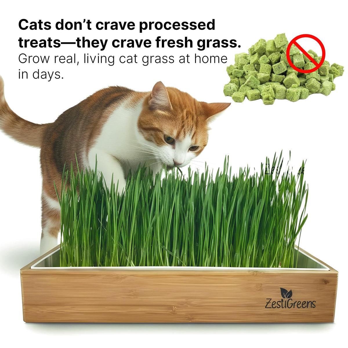 Self-Watering Cat Grass Planter Kit L442897